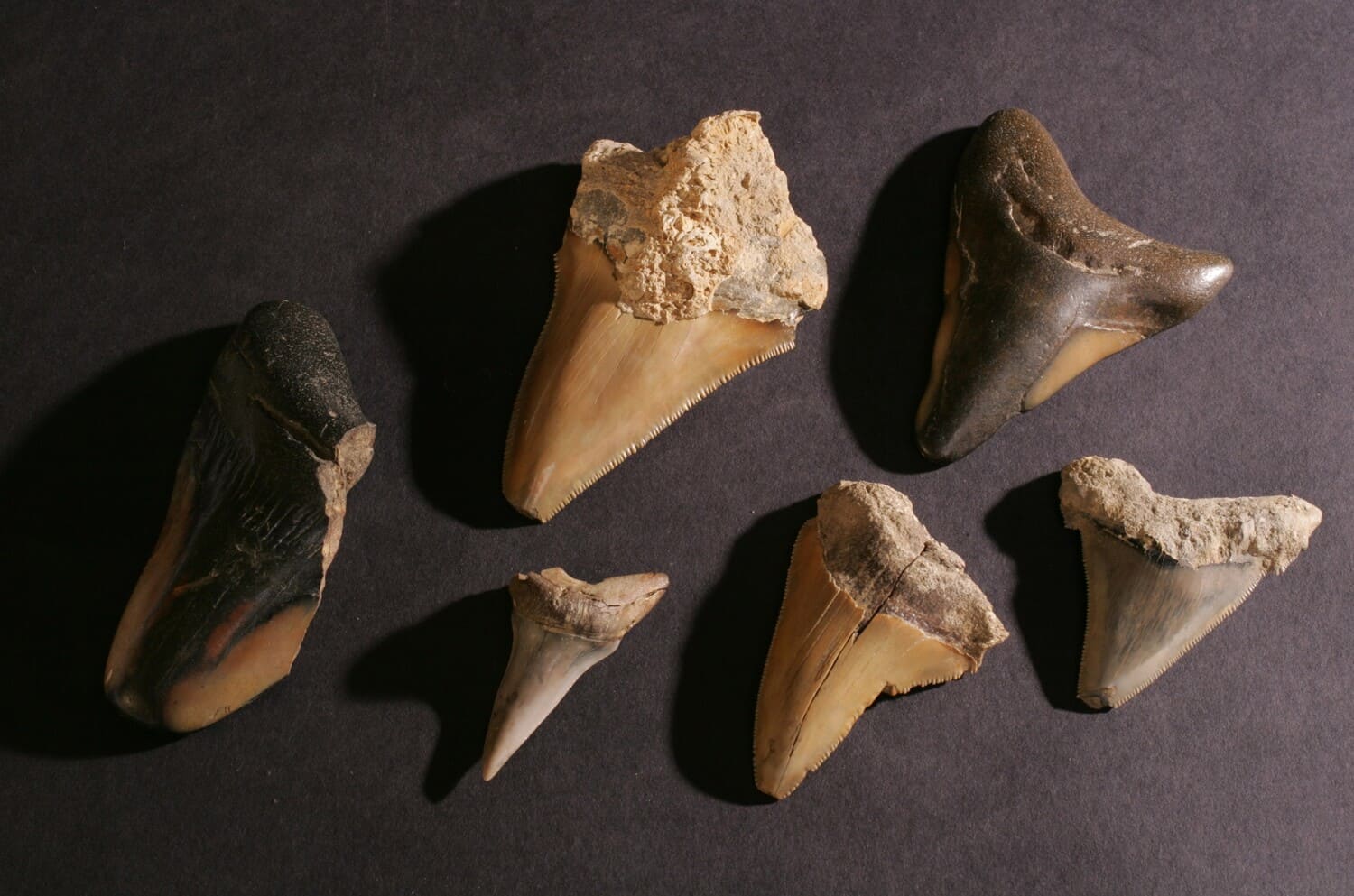 Dents de requin fossilisées © Musée de Borda – Dax – photo Ph. Salvat