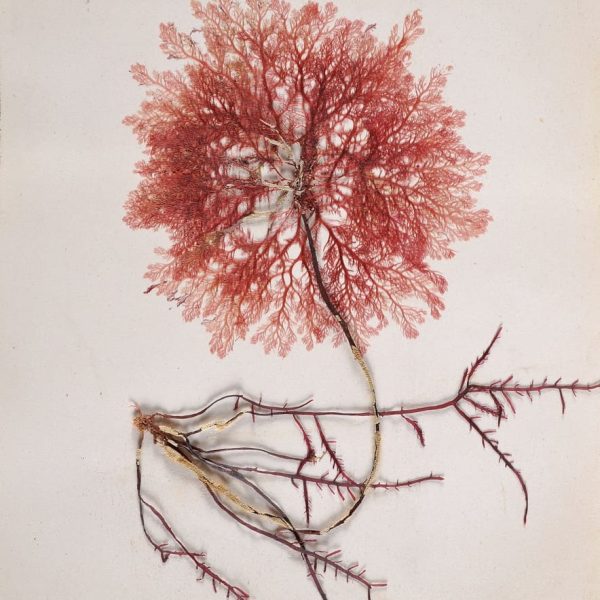 Cette image est une représentation de l'Herbier d'Emilie Bacler d'Albe